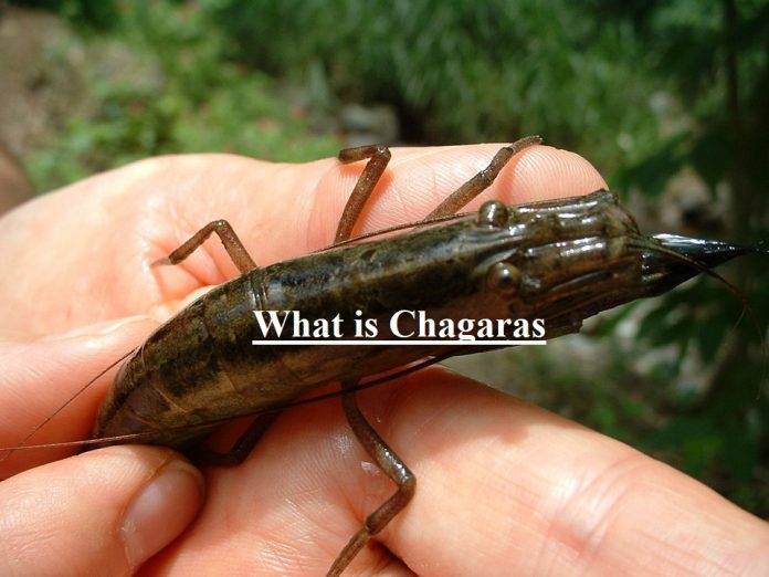 What is Chagaras